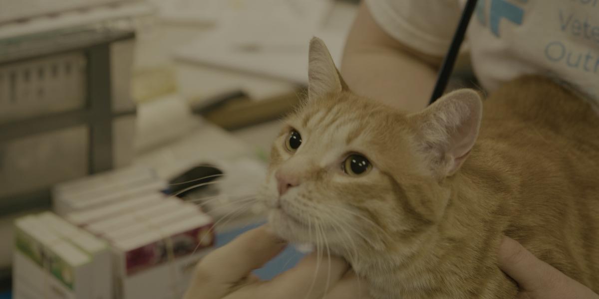 Vetoquinol announces a new partnership with Community Veterinary Outreach Vetoquinol Canada